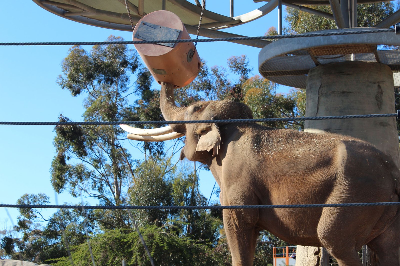 San Diego Zoo Part II 037